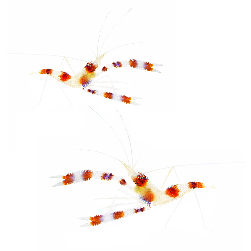 Coral Banded Shrimp Pair