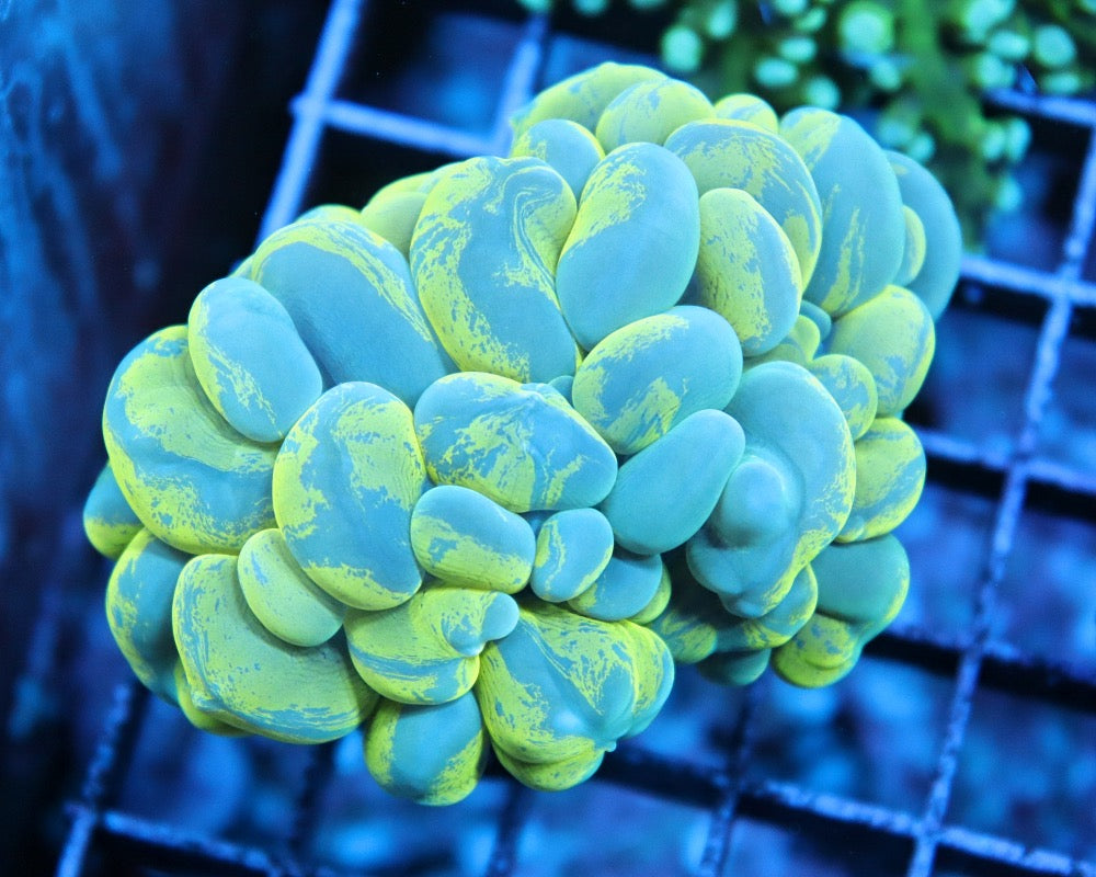 Bubble Coral