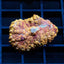 Ultra Rhodactis Mushroom
