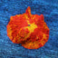 Jawbreaker Mushroom