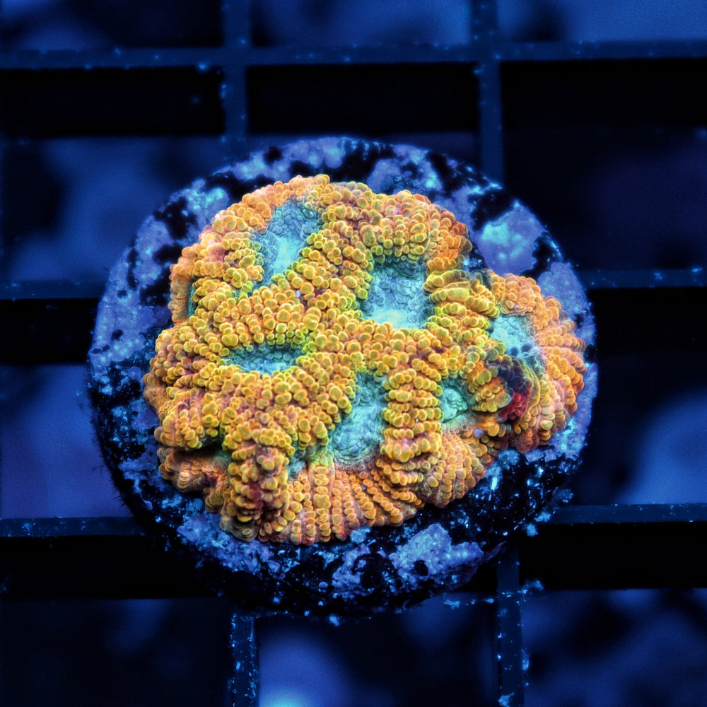 Yellow Submarine Favia