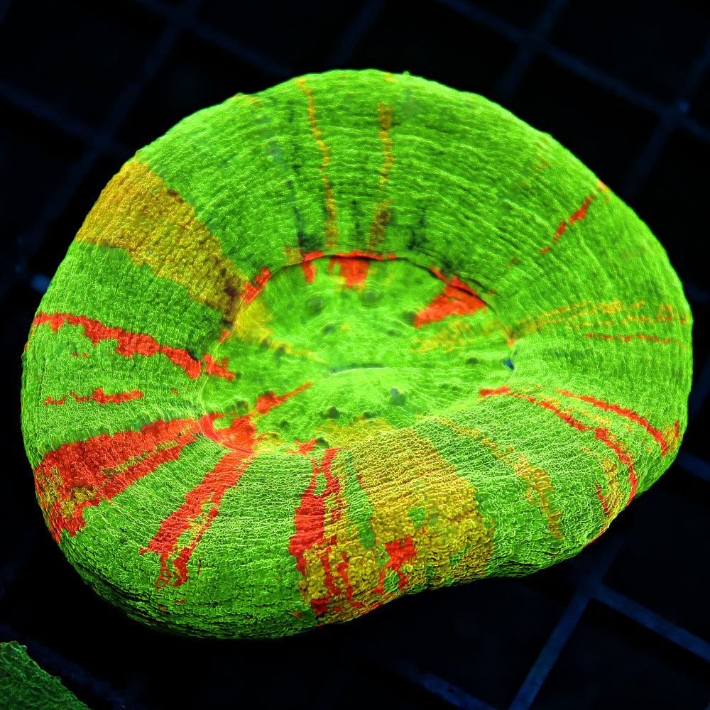 Unique Scoly