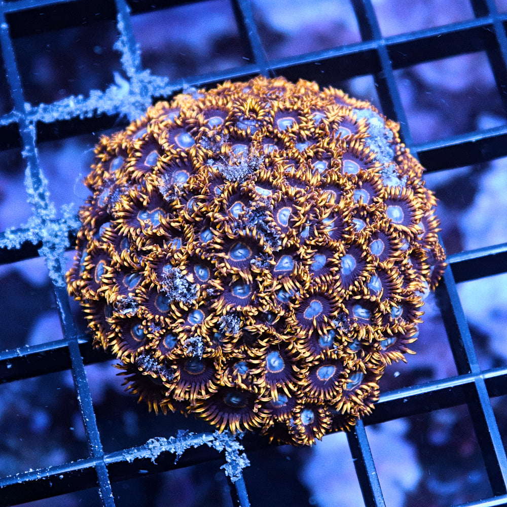 Blue Hornet Zoas