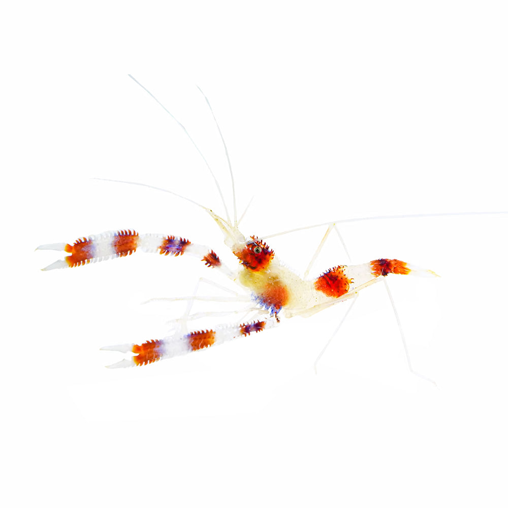 Coral Banded Shrimp