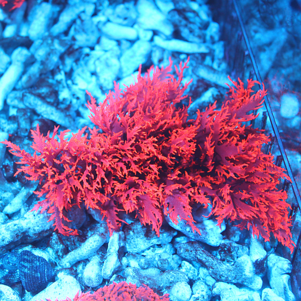 Dragon's Breath Macroalgae