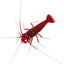 Blood Red Fire Shrimp