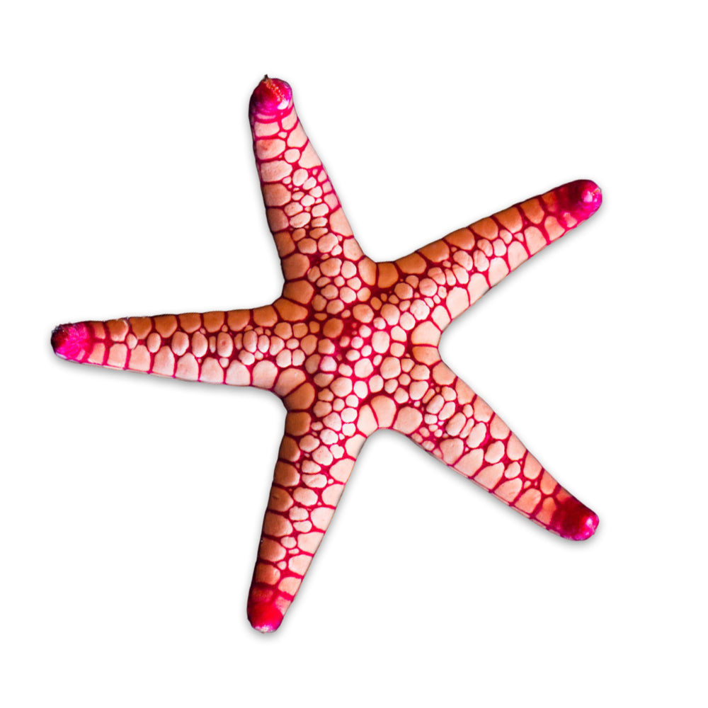 Fromia Starfish