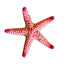 Fromia Starfish