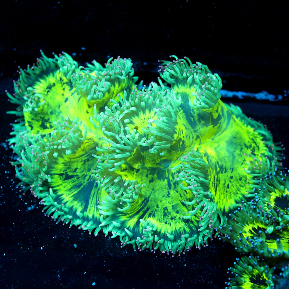 Elegance Coral