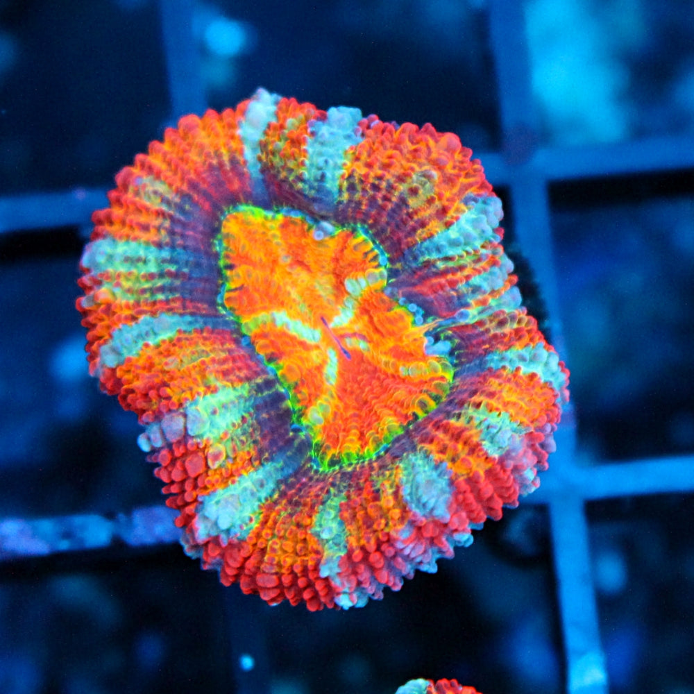 Liquid Dreamz Acan