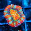 Liquid Dreamz Acan