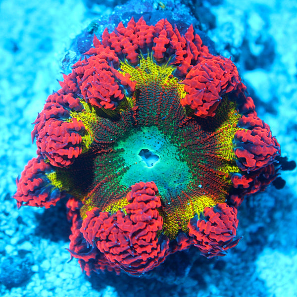 Ultra Flower Rock Anemone – | - eBay Reef (1.5”) ultra Color (one