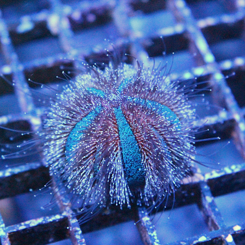 Tuxedo Urchin