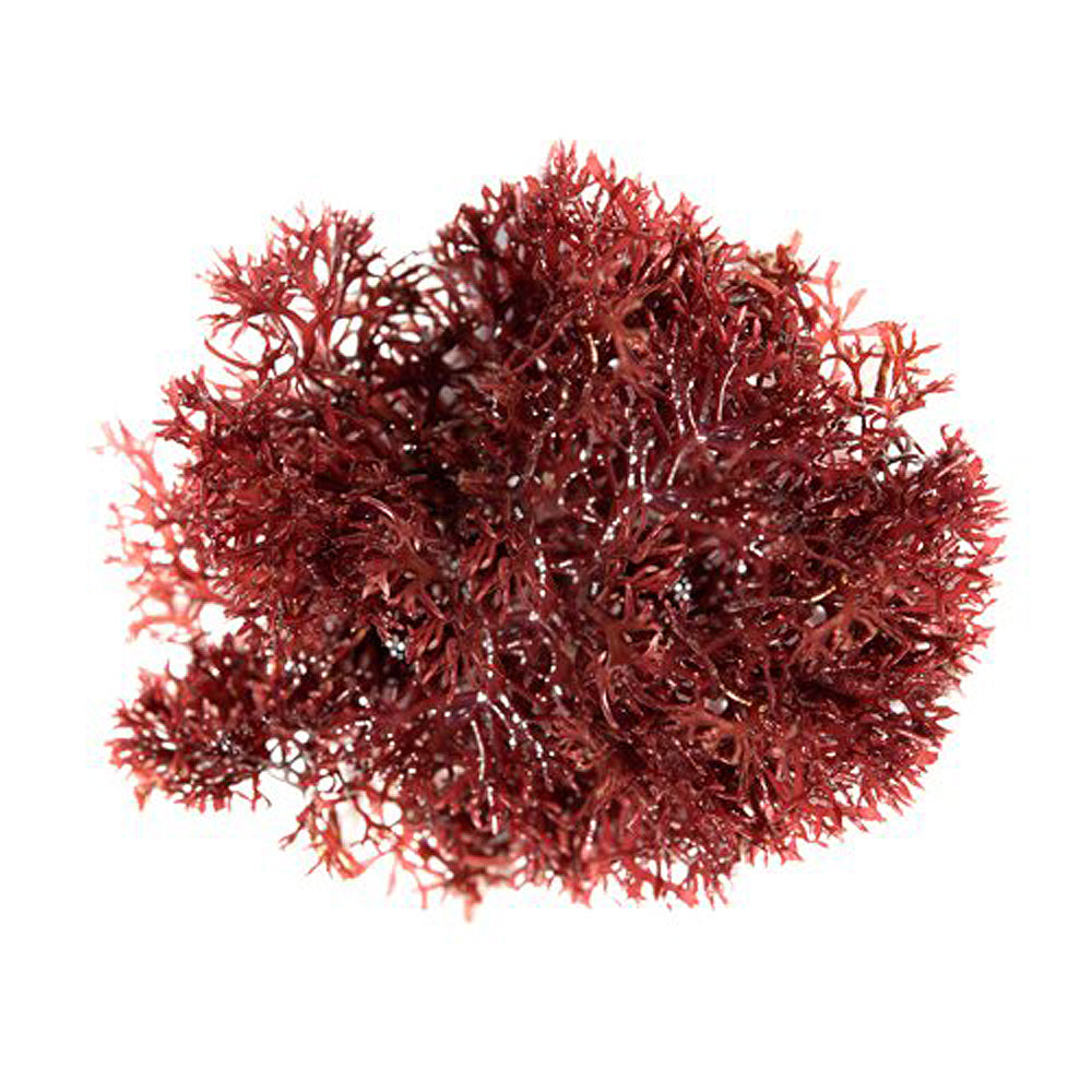 Pom Pom Gracilaria Macroalgae