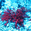 Pom Pom Gracilaria Macroalgae