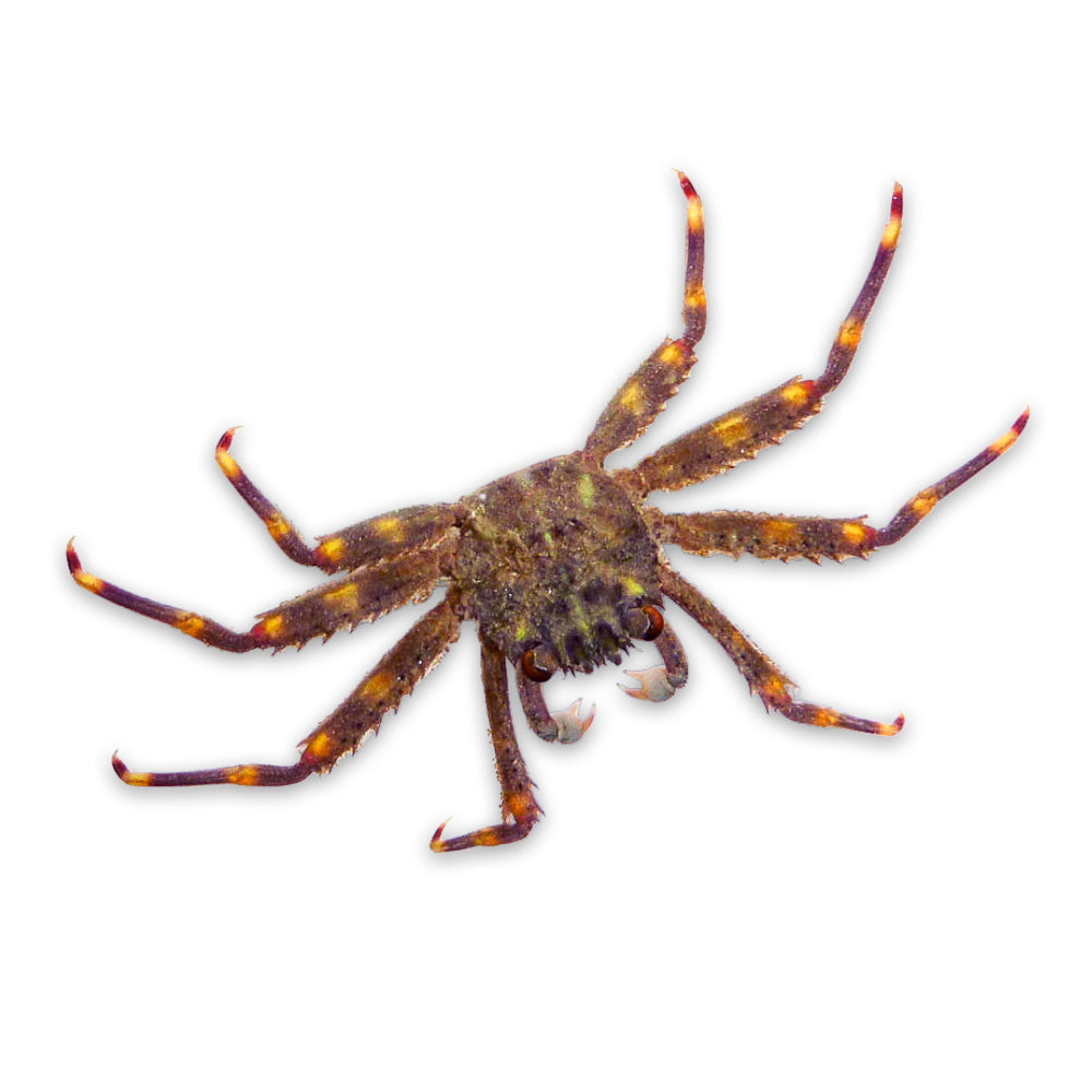 Sally Lightfoot Crab