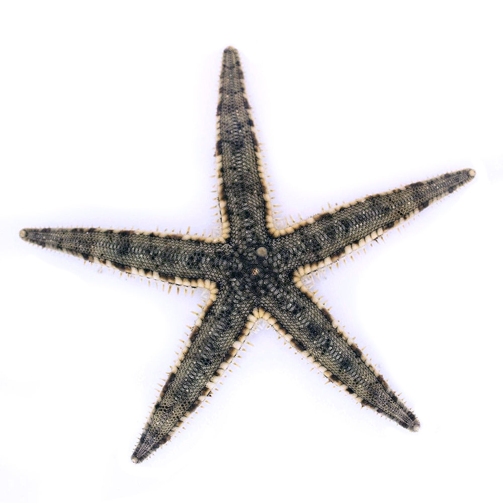 Sand Sifting Starfish