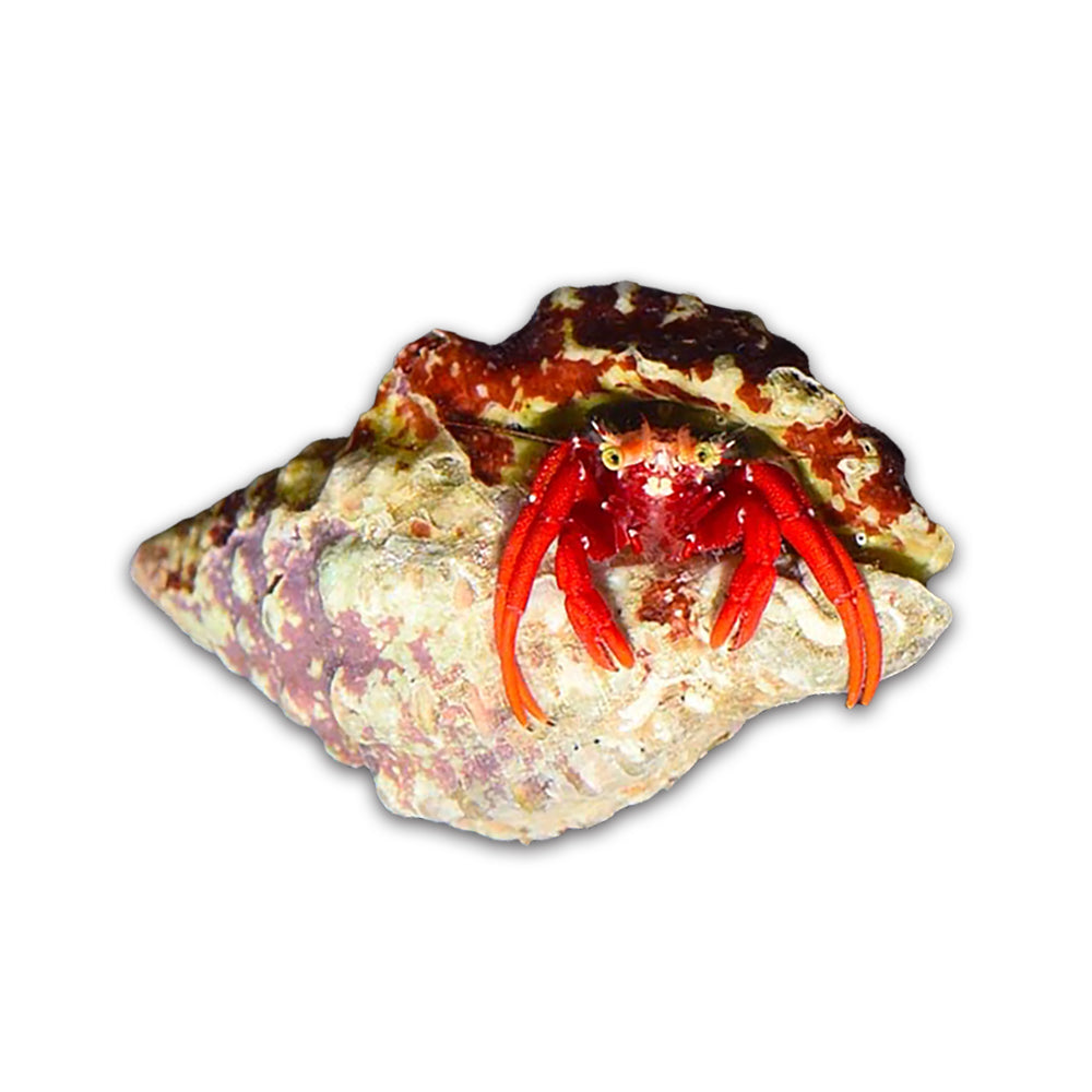 Scarlet Reef Hermit Crab