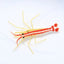 Scarlet Skunk Cleaner Shrimp