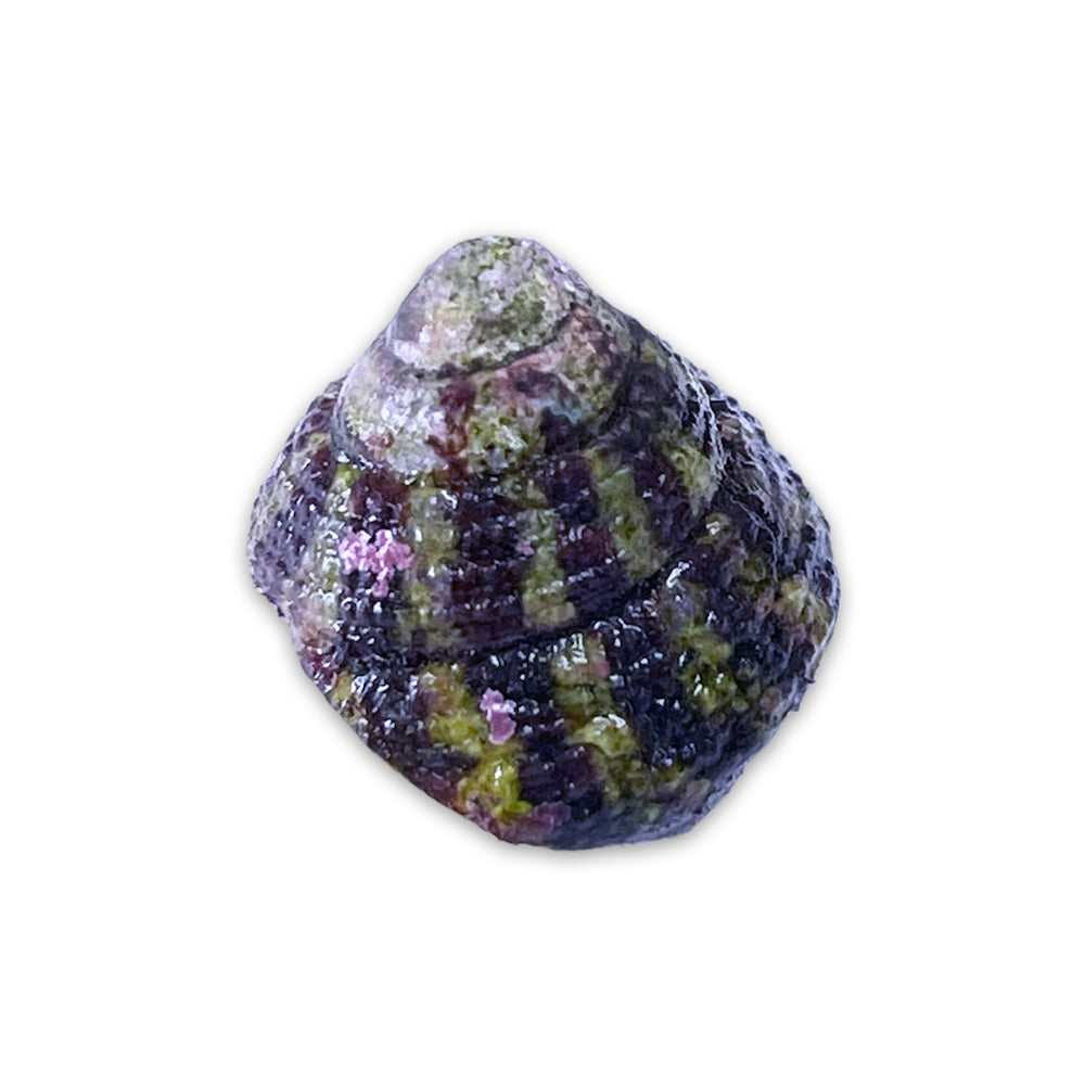 Red Banded Trochus Snail