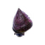 Red Banded Trochus Snail