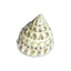 White Trochus Snail