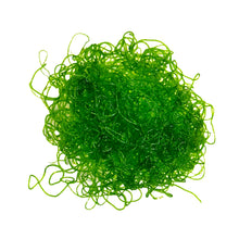 Chaeto Macroalgae - Chaetomorpha Linum