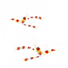 Coral Banded Shrimp Pair