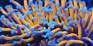 <strong>SHOP CORALS</strong>