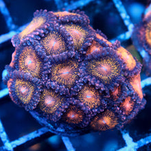 WWC Pandora Zoas