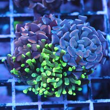 Mixed Hammer Bouquet