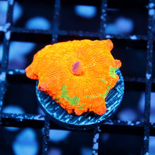 Candy Crush Mushroom