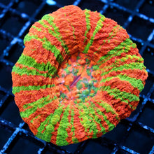 Bleeding Apple Scoly