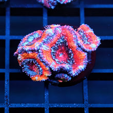 Rainbow Acan