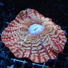 Red and Gold Indophyllia