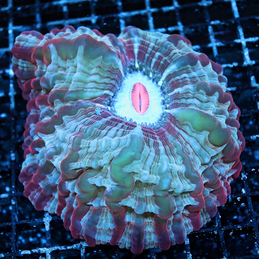 Red and Green Indophyllia