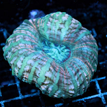 Pink and Green Cynarina