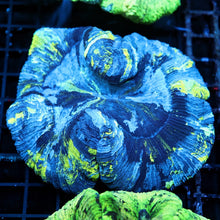 Blue and Yellow Wellso