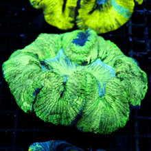 Nuclear Green Wellso