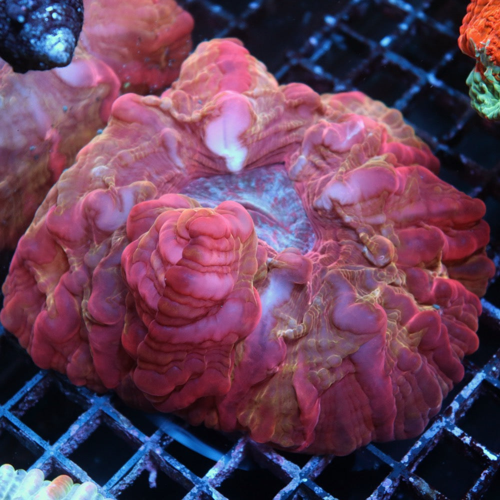 Red and Gold Indophyllia