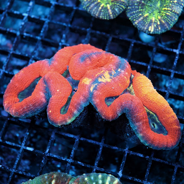 Lobo – Blue Seas Aquariums