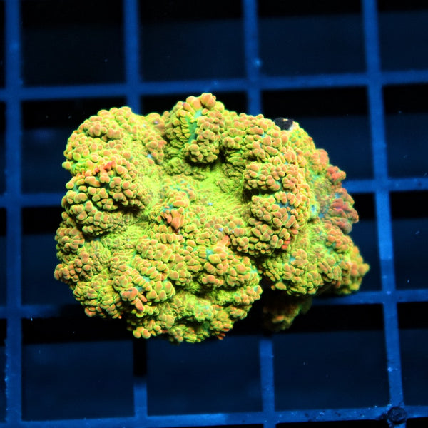 Ultra Rhodactis Mushrooms – Blue Seas Aquariums