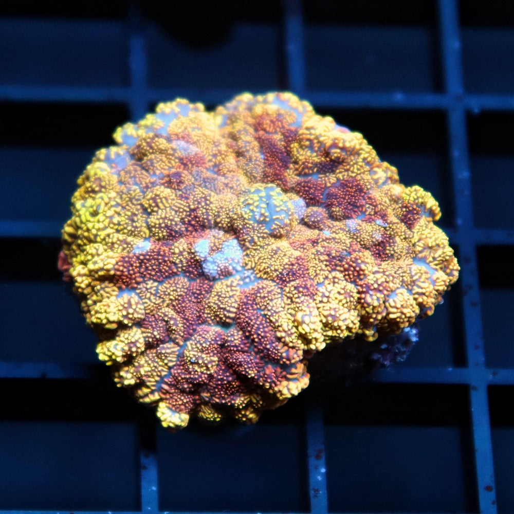 Ultra Rhodactis Mushroom – Blue Seas Aquariums