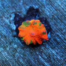 Candy Crush Mushroom