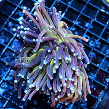 Better Than Grail Torch