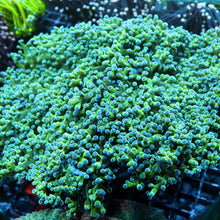 Frogspawn Colony