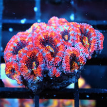Rainbow Acan