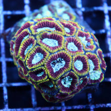 WWC Ultron Favia Colony