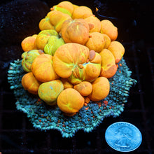 XL WWC OG Bounce Mushroom