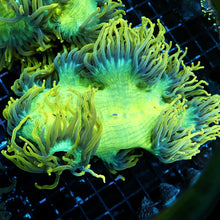 ultra Bright Yellow/Green Elegance